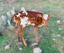Tuff Kendra ‘25 heifer